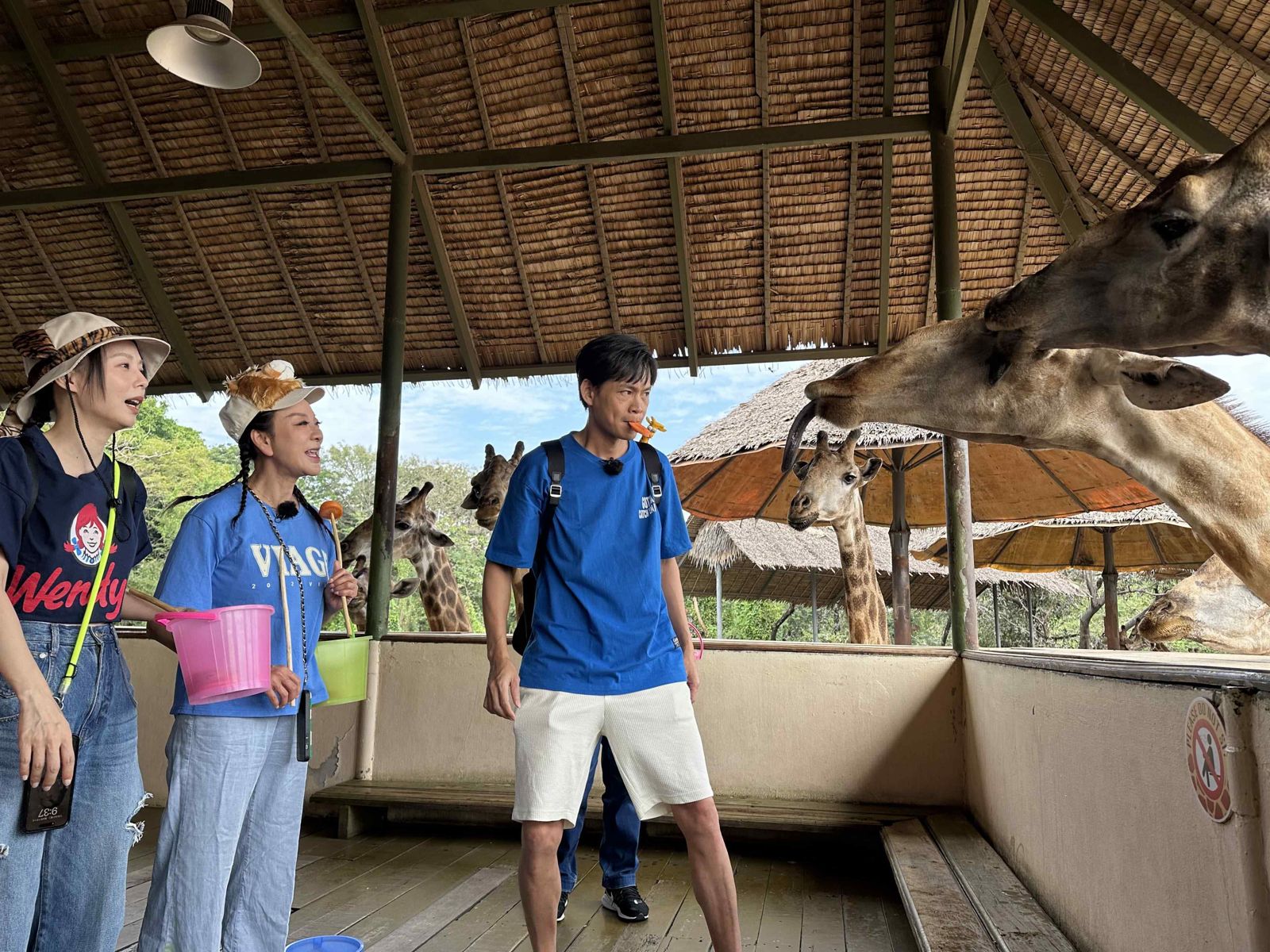 黃鐙輝嘴巴餵長頸鹿吃紅蘿蔔。公視台語台提供