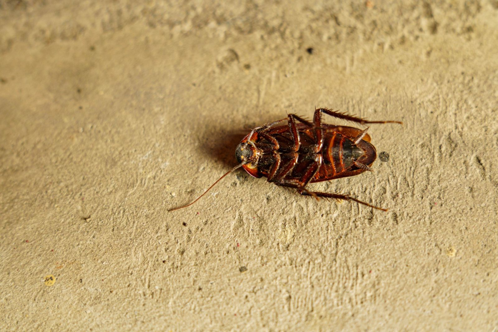 住15樓還有蟑螂崩潰！家事達人「1招」輕鬆解決：沒多久就翻肚