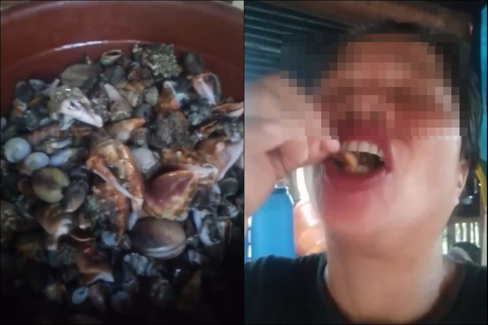 網紅捕海產、煮椰奶鍋狂嗑!「抽搐送醫」2天後亡…竟是「這款海鮮」含劇毒