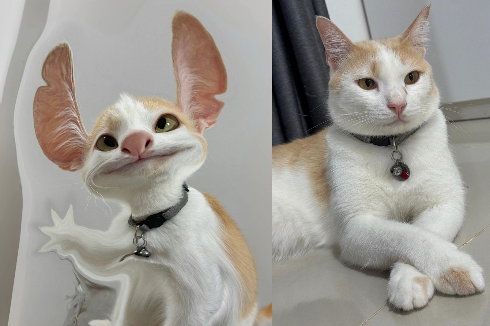 真人版《星際寶貝：史迪奇》引寵物改造風潮。翻攝@pharacoolboy IG