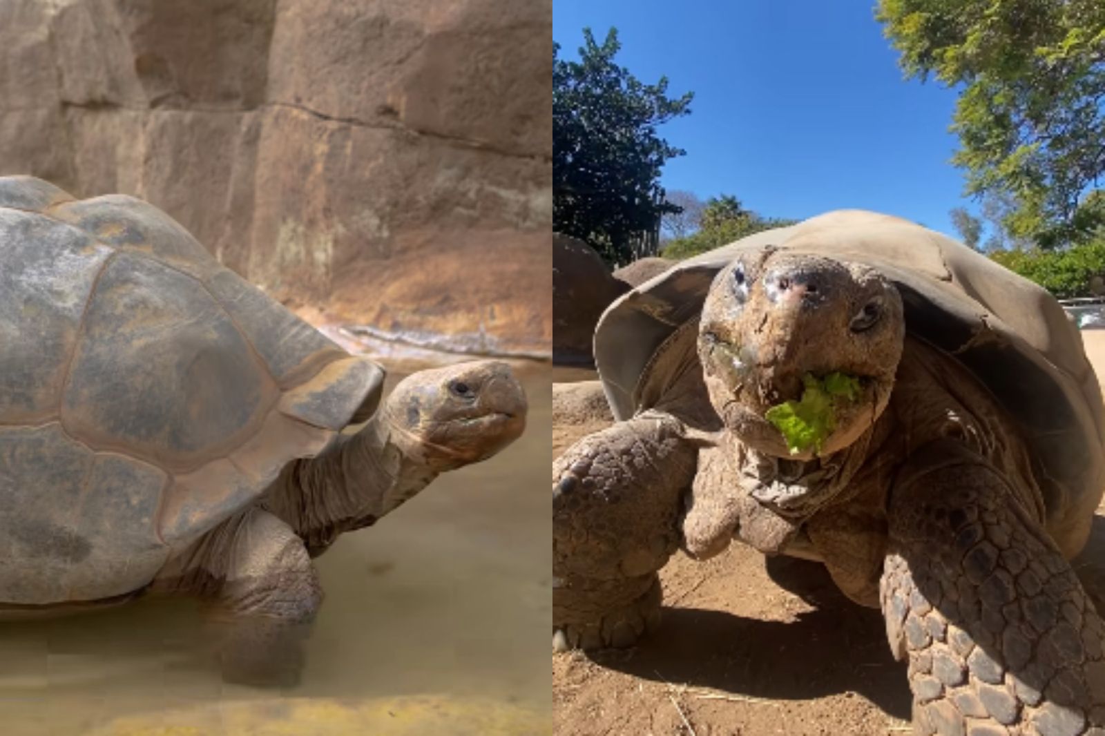 歷經2次世界大戰！美國聖地牙哥動物園141歲「象龜奶奶」逝世