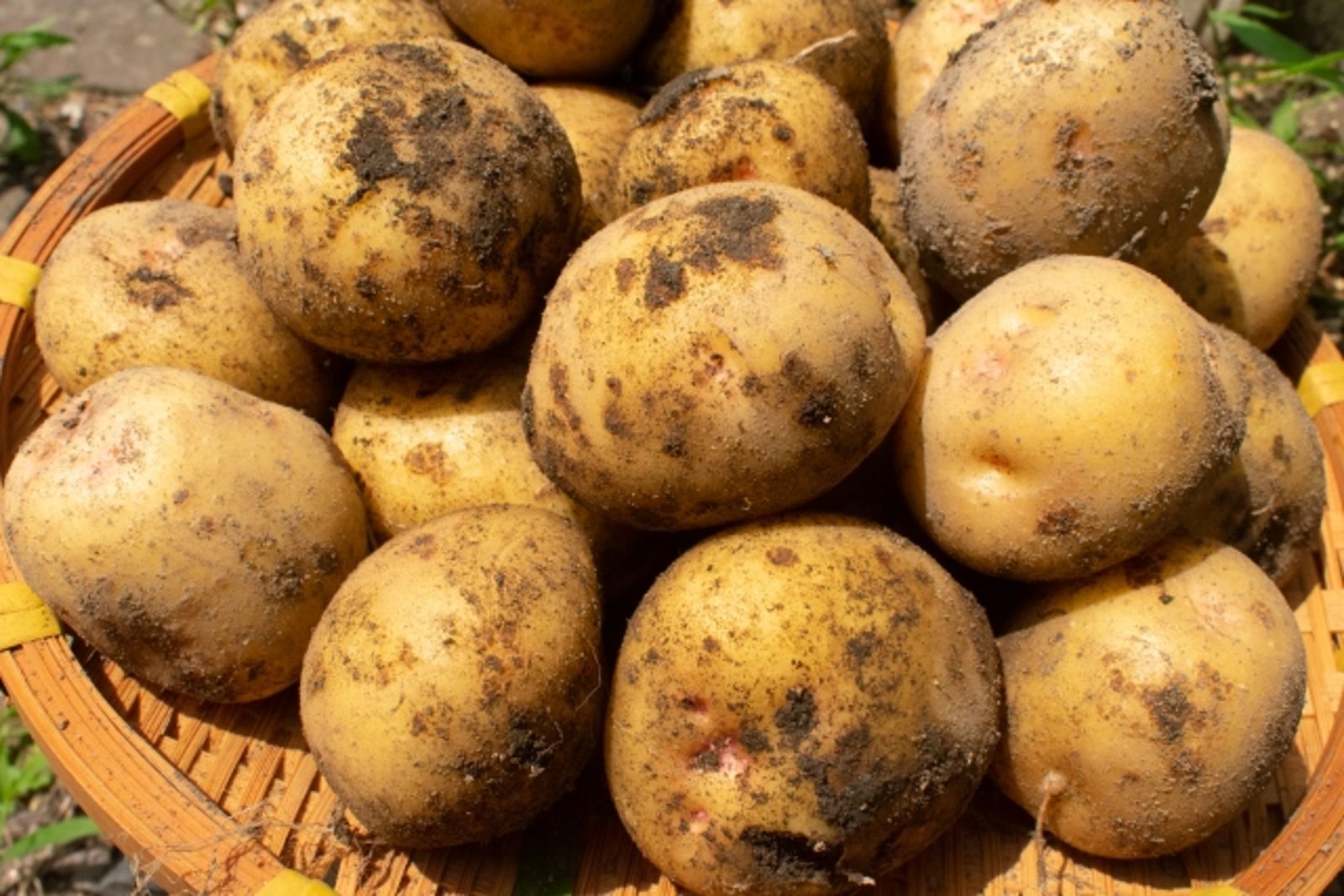 法國人吃發芽馬鈴薯？他一句話遭炎上扯政治　衛福部、立委急澄清
