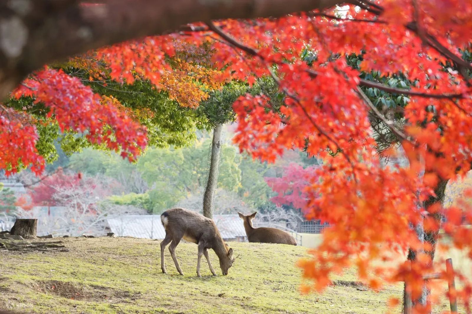 旅客可透過日本京都奈良一日遊,穿梭千年古都與以鹿為靈魂的城市。(圖/Klook)