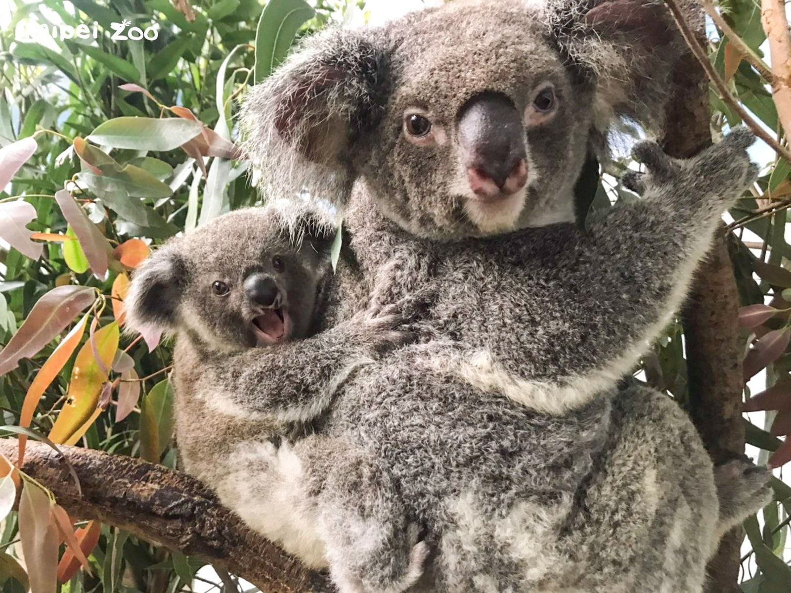 可愛母子檔。圖／翻自台北市立動物園官網