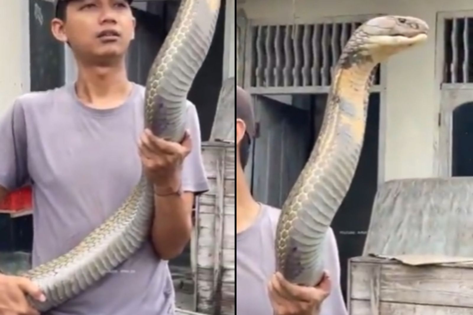 印度男子徒手舉起巨大眼鏡王蛇引起網友瘋傳。圖／翻攝自@ParveenKaswan X