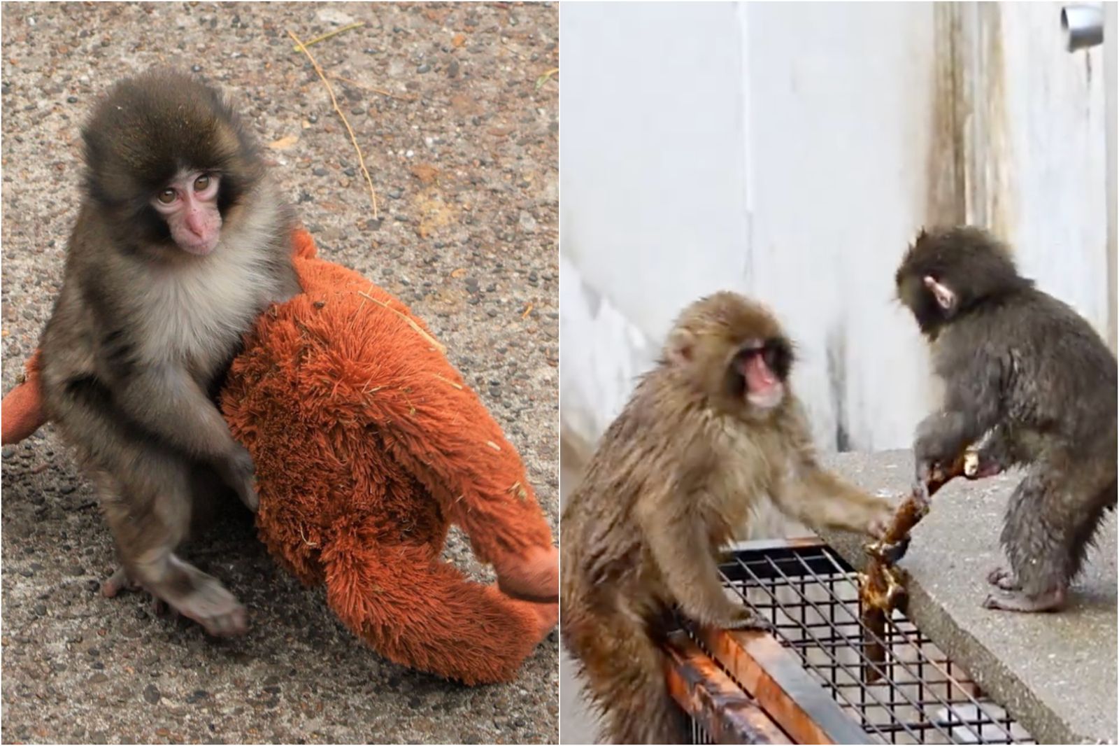 日本小猴子「抱娃娃」趴趴走萌翻!園方揭心酸身世...網友全看哭