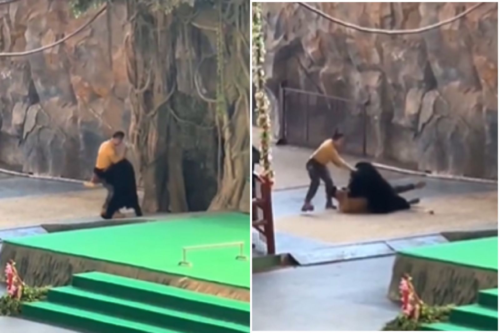 中國黑熊造反啦！表演途中攻擊馴獸師　驚悚影片曝光