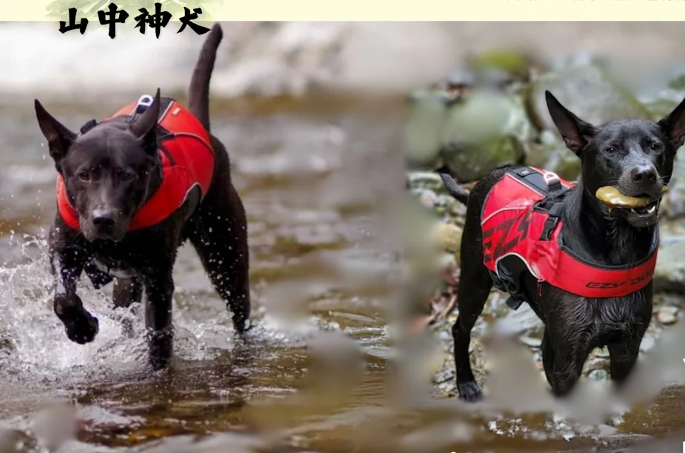 誇口周遊、三立董座曾買狗!新店「山中神犬」惡劣環境曝光 驚見滿地蛆蟲與5袋狗屍