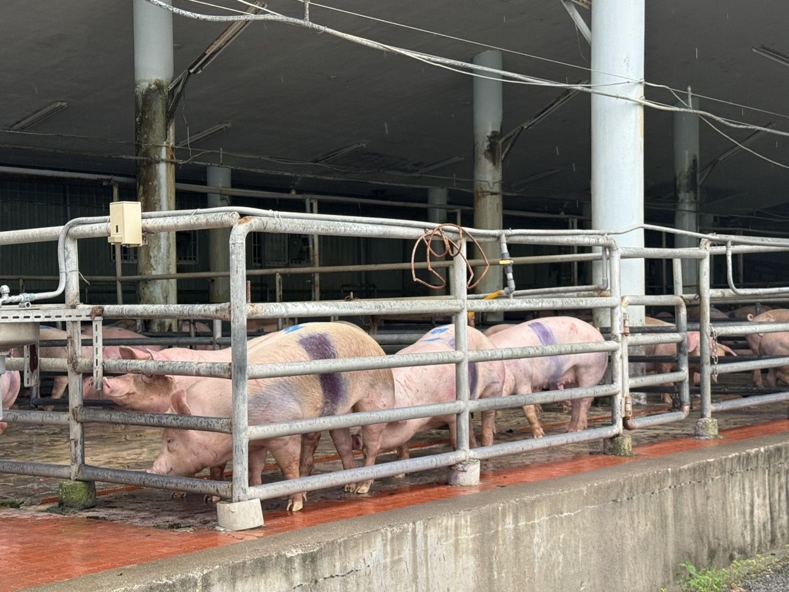10月13日,豬場持續將30頭豬送往屠宰場,最後有28頭豬流入市面。(資料照片/台東縣政府提供)