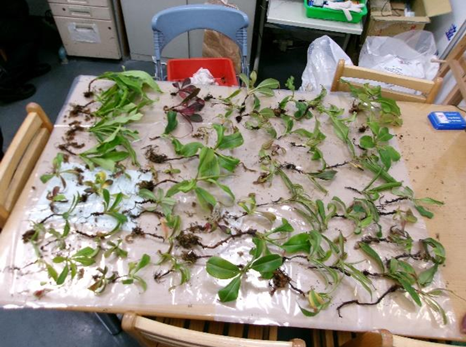 買2萬想賺暴利?植物獵人剛被判刑又走私「大馬豬籠草」 檢察官氣炸:惡性重大