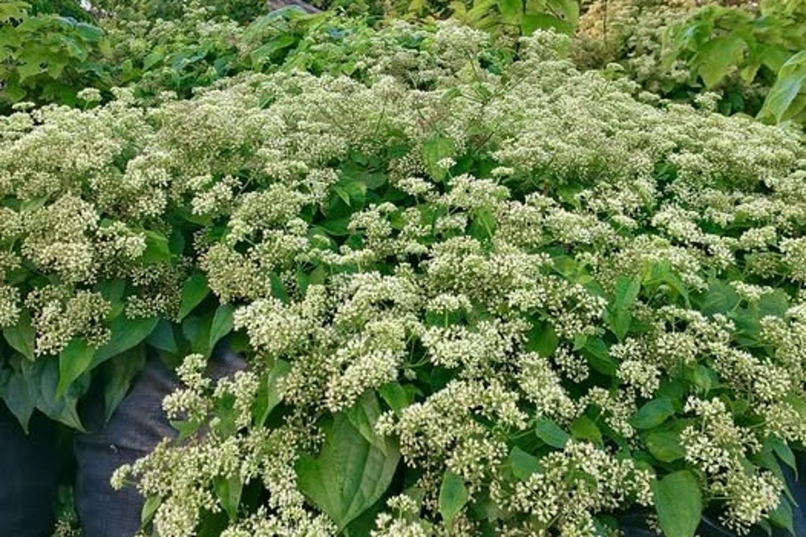 整片小白花好壯觀！網急籲「綠癌」必須斬草除根　認識小花蔓澤蘭
