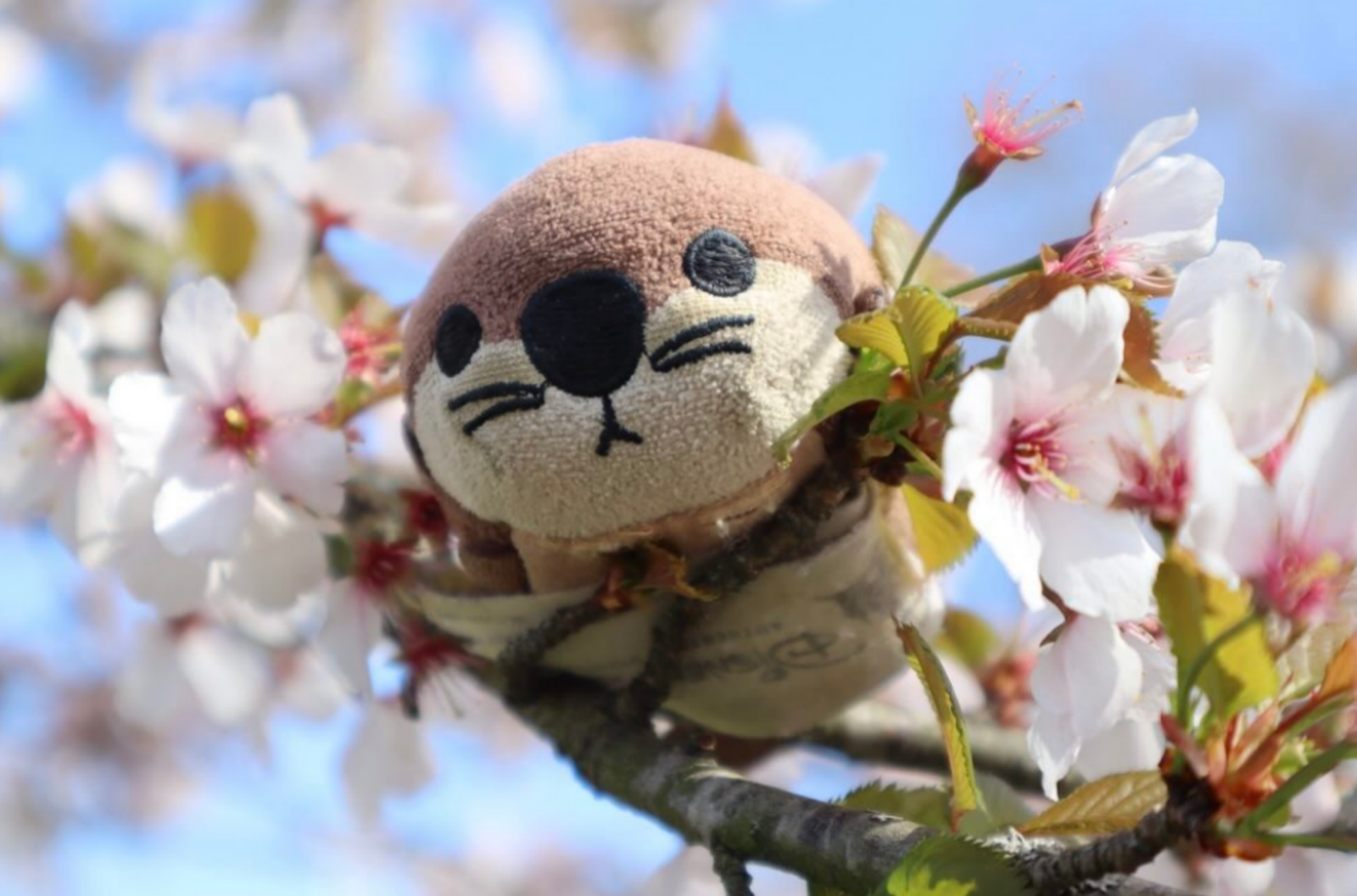 搭公車弄丟陪伴10年「水獺娃娃」!女大生懸賞苦尋…哥哥心疼加碼到12萬