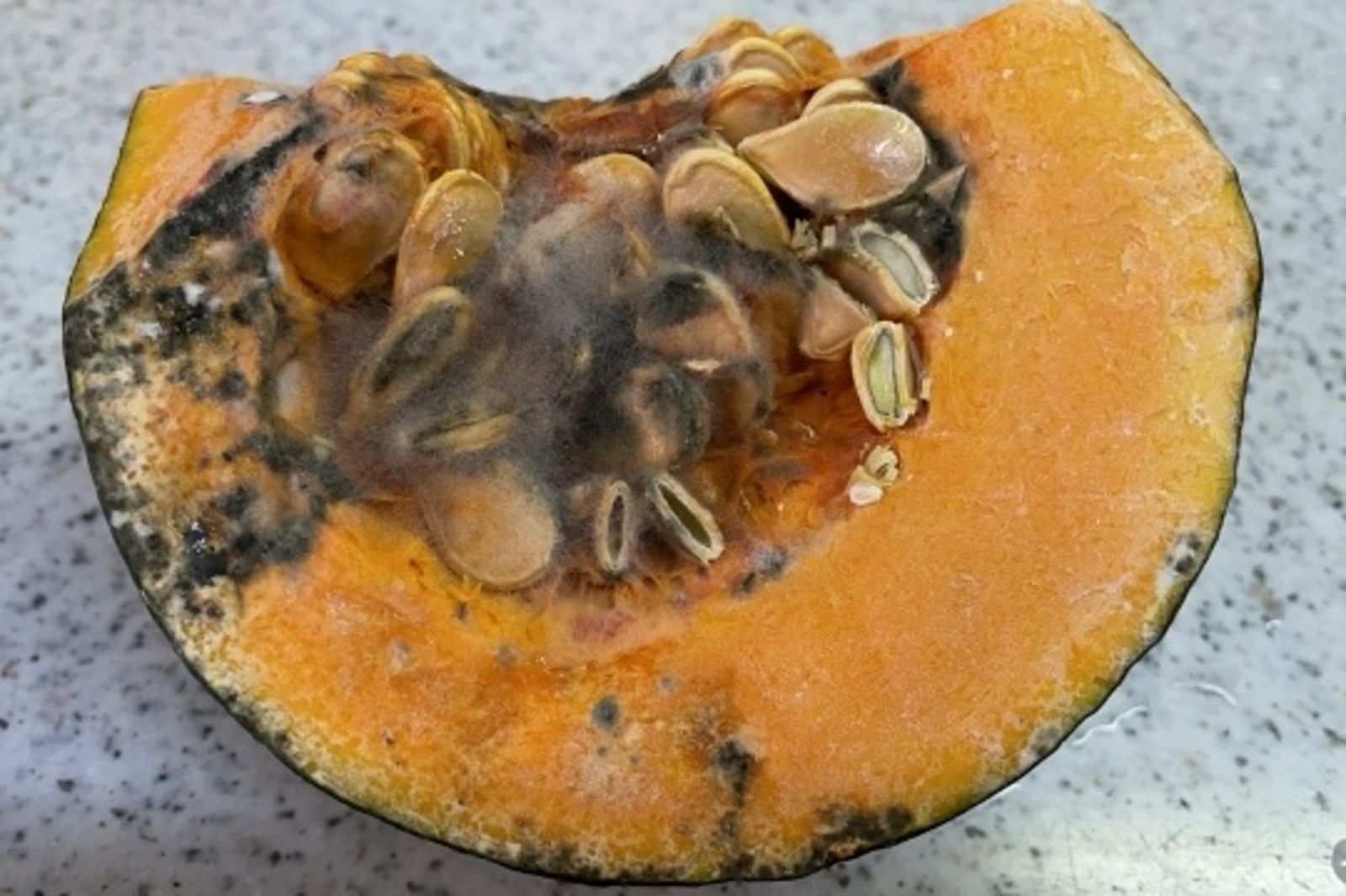 食物長霉就別吃！營養師警告「沒發霉也有事」：吃下肚恐致不孕
