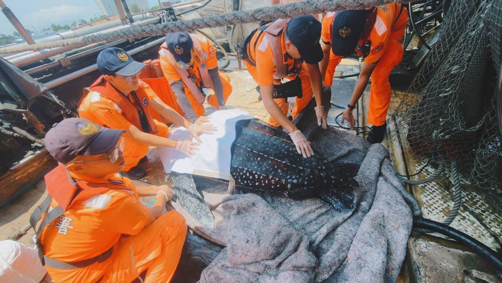 蚵子寮外海意外捕獲155公分瀕危「革龜」!漁民做對1件事獲讚