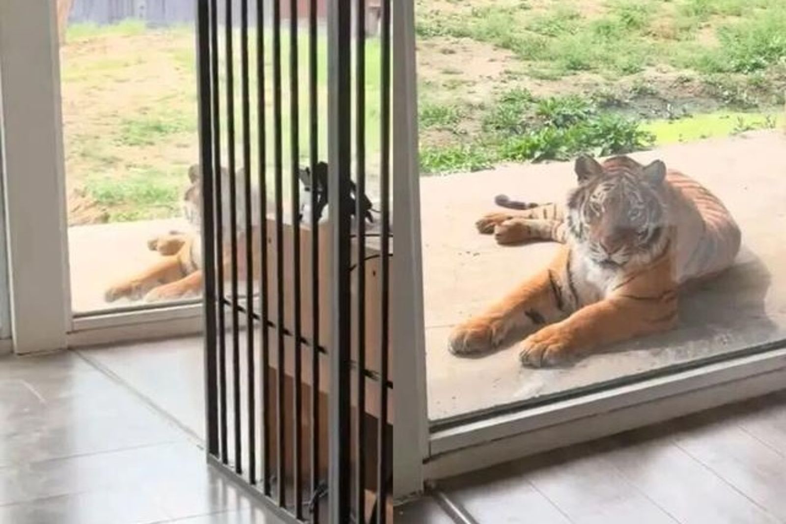 動物園1晚780元「獅虎主題房」訂房秒殺！業者拍胸保證：雙重防彈玻璃絕對安全
