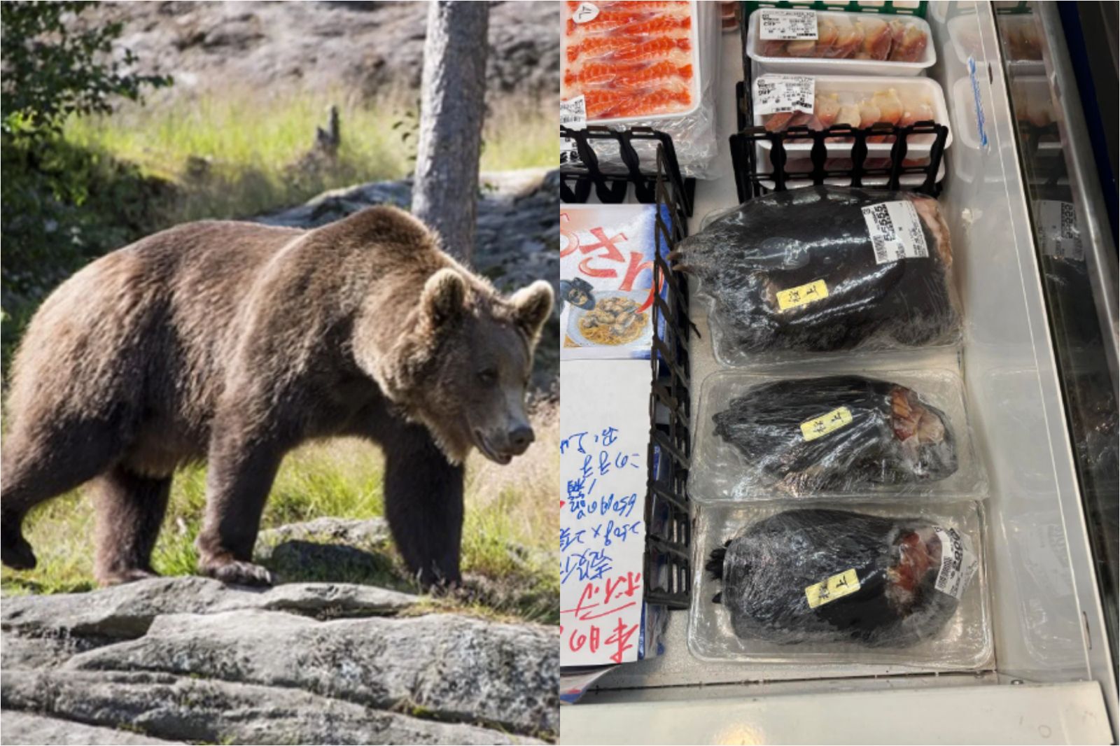 日本超市「魚與熊掌可兼得」！韓國也成熊害救星　進口「這品項」作壯陽藥材