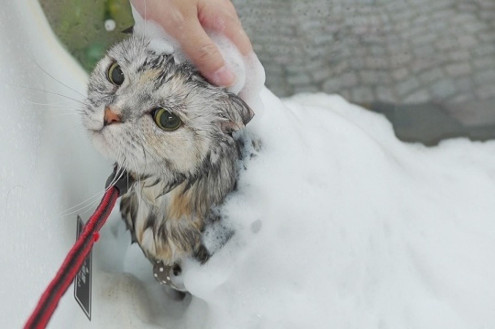 半年19隻貓河中溺斃!這城市花350萬建「貓陷阱」 助動物上岸