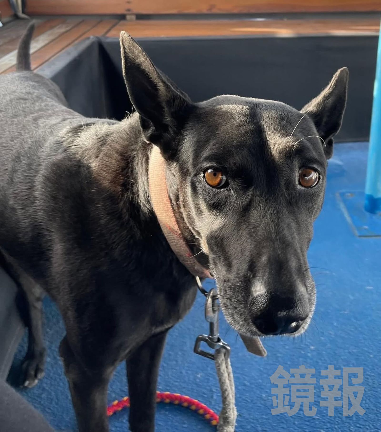 黑狗Michael遭竊虐殺　情侶目睹行虐過程「不斷聽見哀嚎」