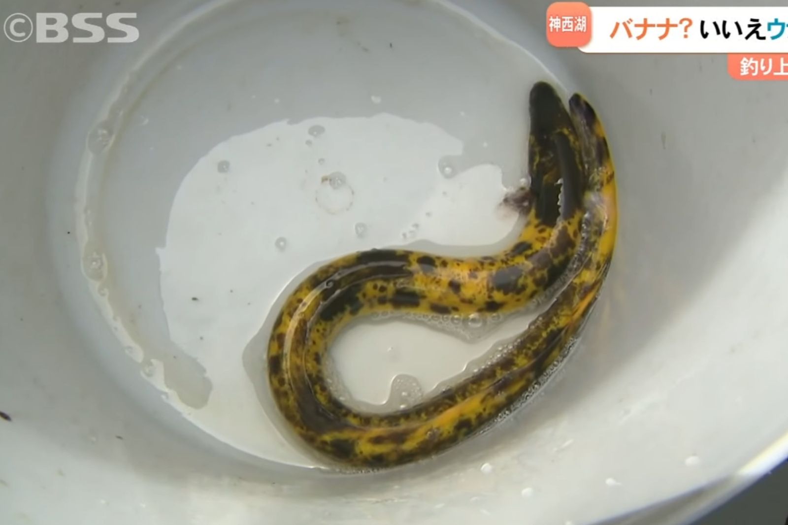  釣到80公分「巨型香蕉鰻」！75歲翁驚：機率10萬分之1