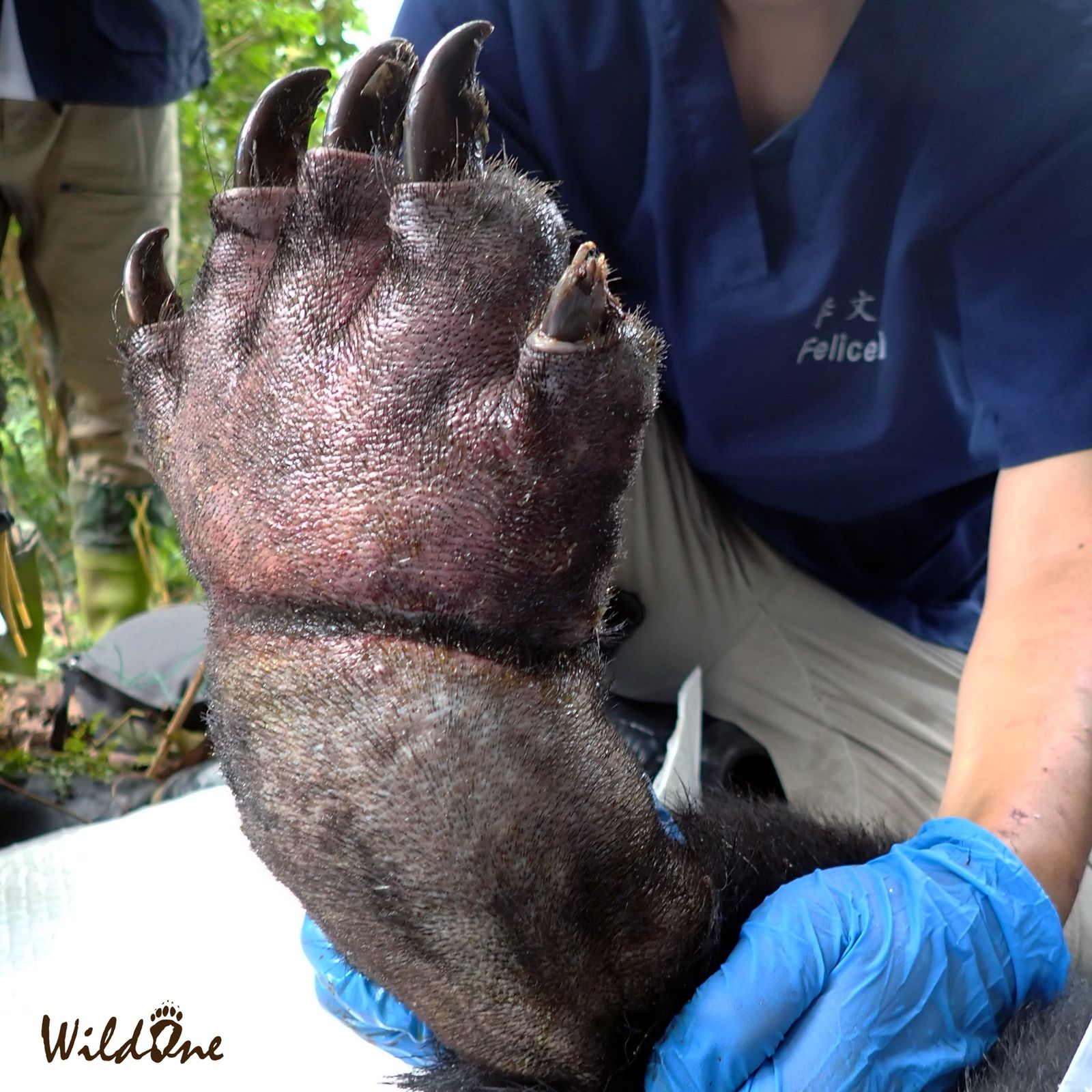 黑熊常見受傷原因為被人類套索陷阱所困,甚至出現為了逃開,黑熊會啃咬自己的腳以脫困。翻攝WildOne野灣野生動物保育協會臉書