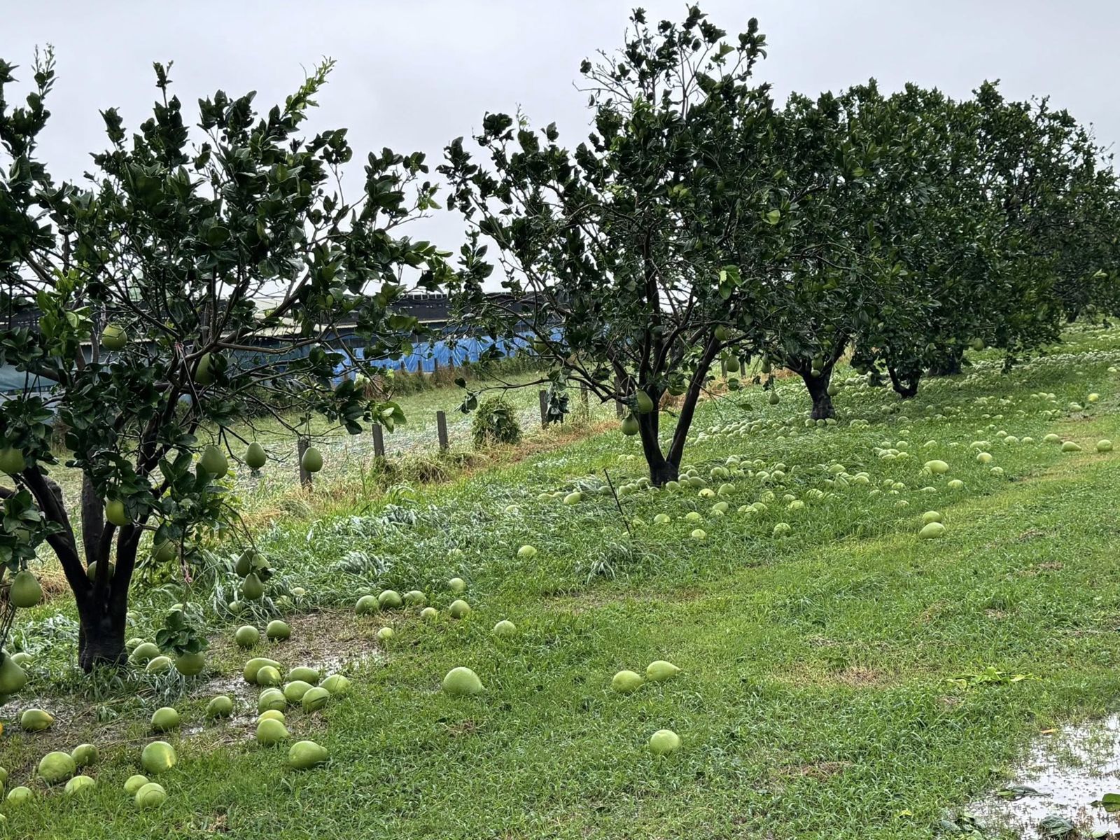 一場丹娜絲颱風吹得遍地文旦。圖／翻攝自Threads