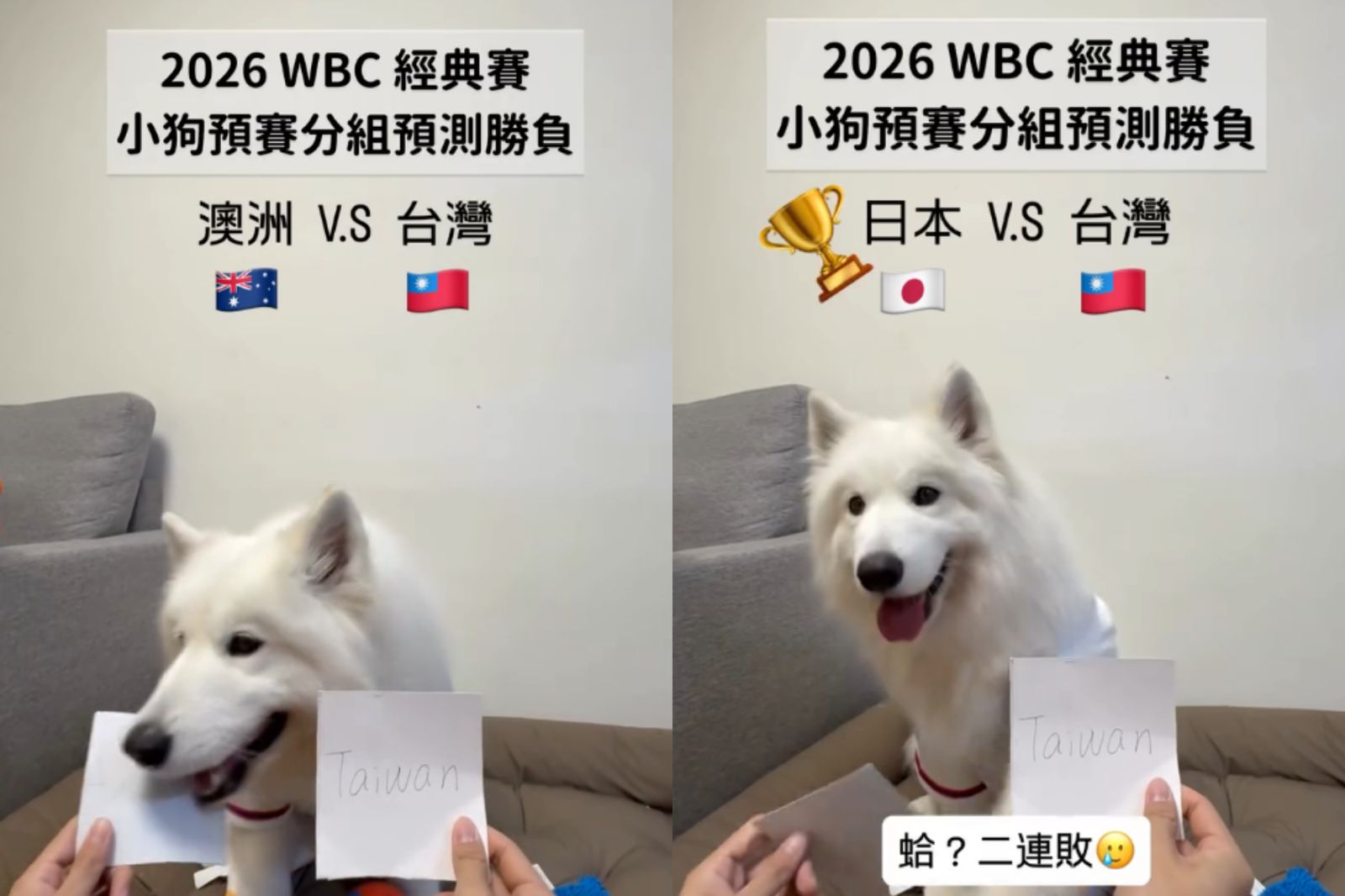 網紅薩摩耶「萊芙」預測經典賽台灣隊比賽結果，精準預測台灣輸給澳洲及日本。圖／翻攝自Threads@lifewang_samoyed
