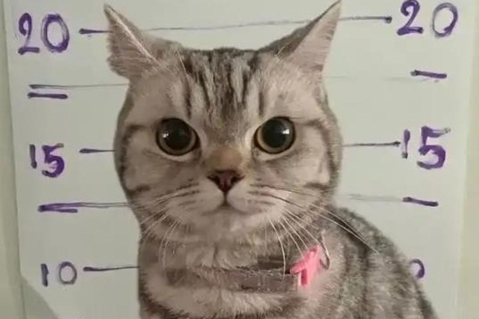 泰國一隻貓咪因連續襲警遭逮捕。圖／翻攝自網路