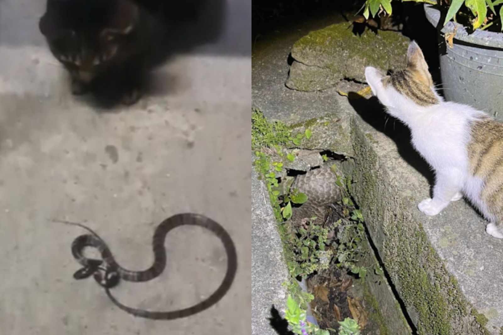 警局捕蛇神隊友!每年60條銳減一半 牠們「抓蛇滅鼠」報恩