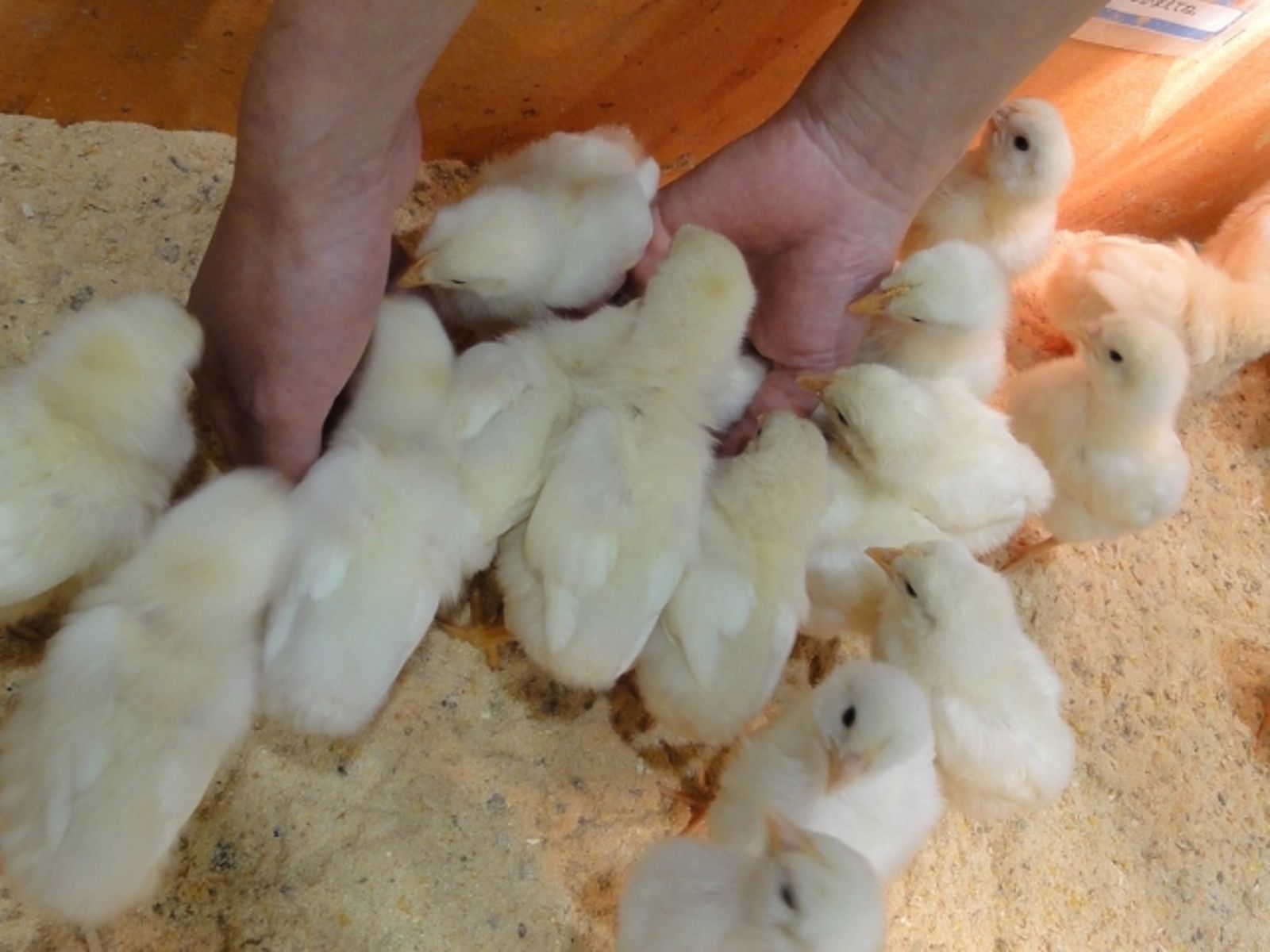 熱到孵出小雞！女子出遊2天...住家竟成「養雞場」　開門直接懵了