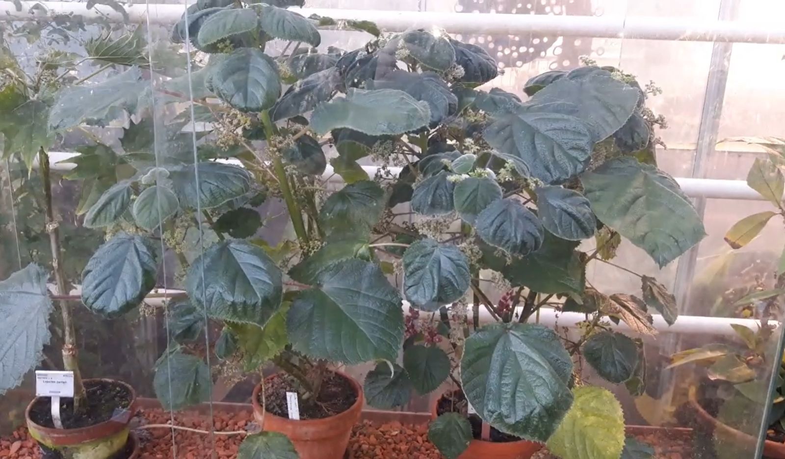 碰一下痛4年!她整理房子誤觸「1神秘物」 萬根玻璃針扎滿身 超驚悚經歷曝光