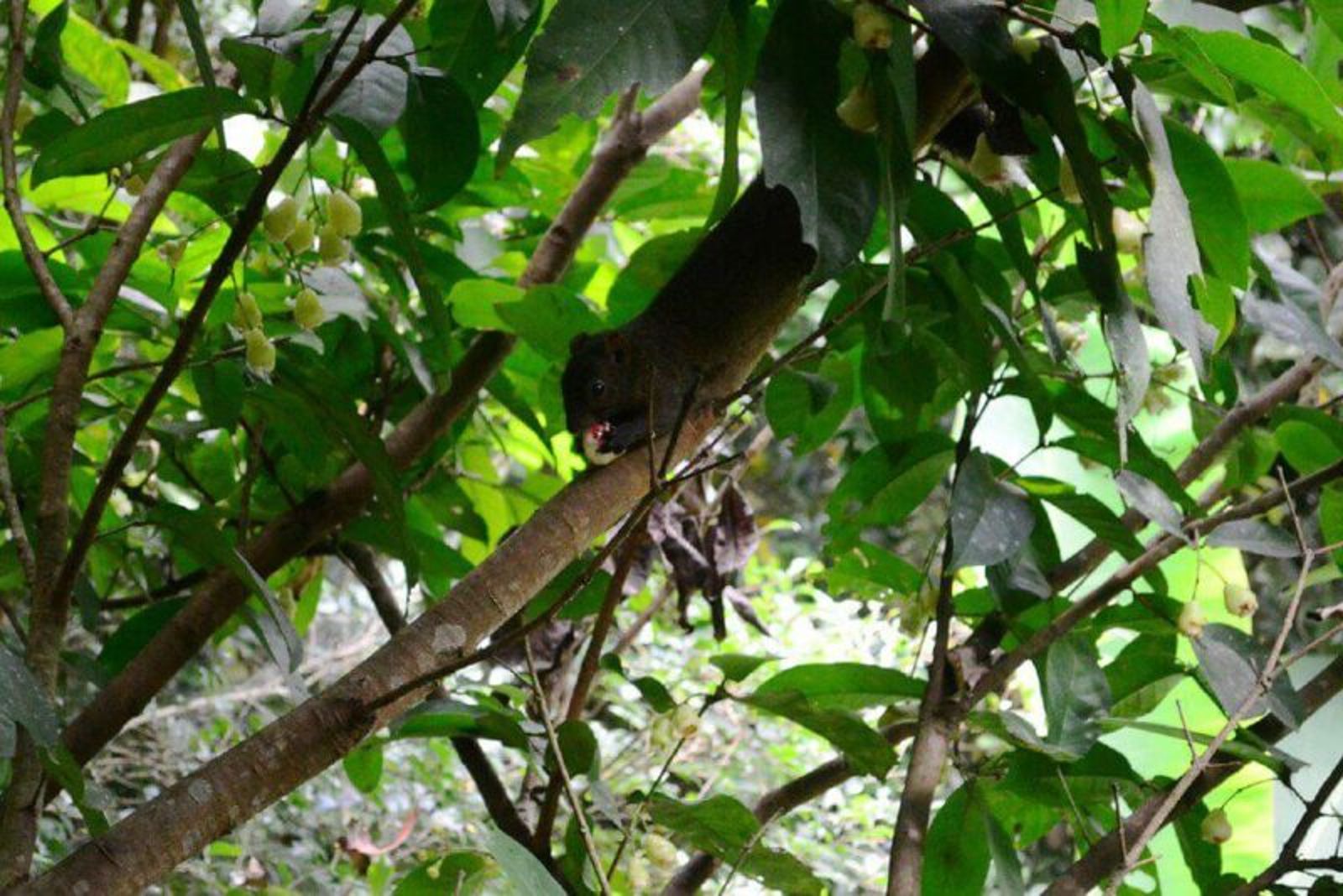 台灣松鼠入侵日本!狂咬農作物「啃斷電線」1年抓2000多隻…神奈川市府出手了