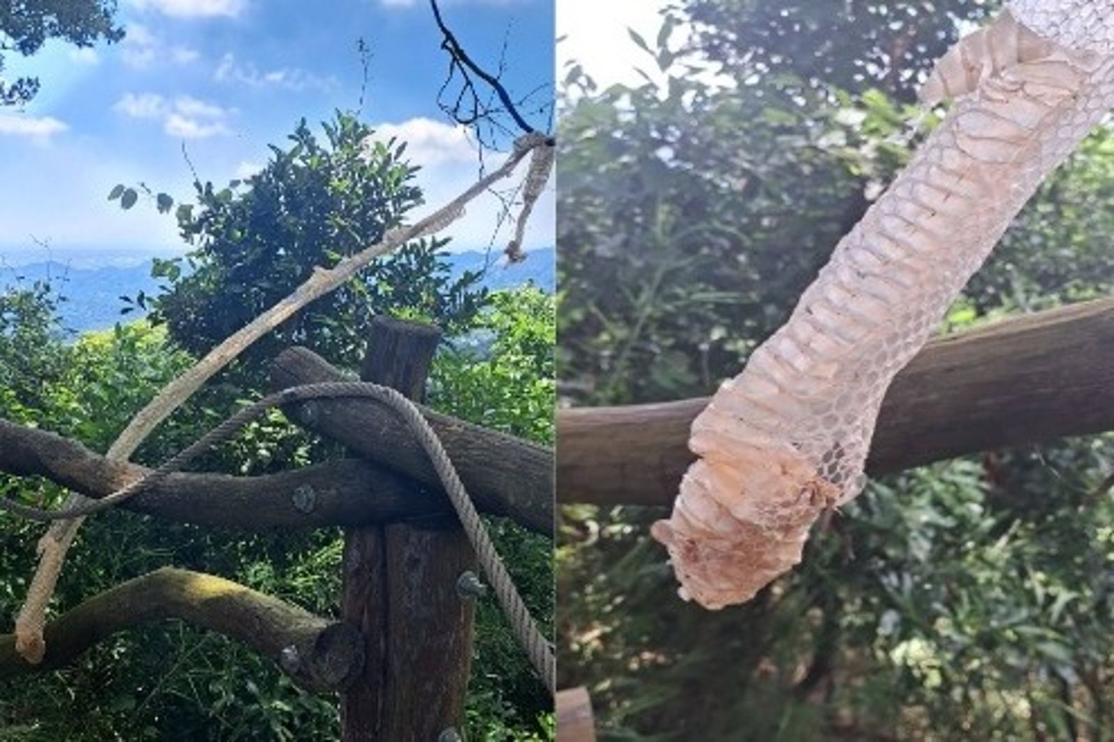 登山客注意!台中大坑步道驚見「2公尺蛇皮」 他籲上山時別做這事