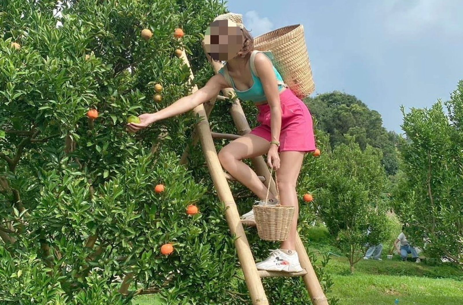 高薪輕鬆+美女宣傳照誘騙！泰籍移工淪血汗草莓園奴工　農忙後遭無情丟包