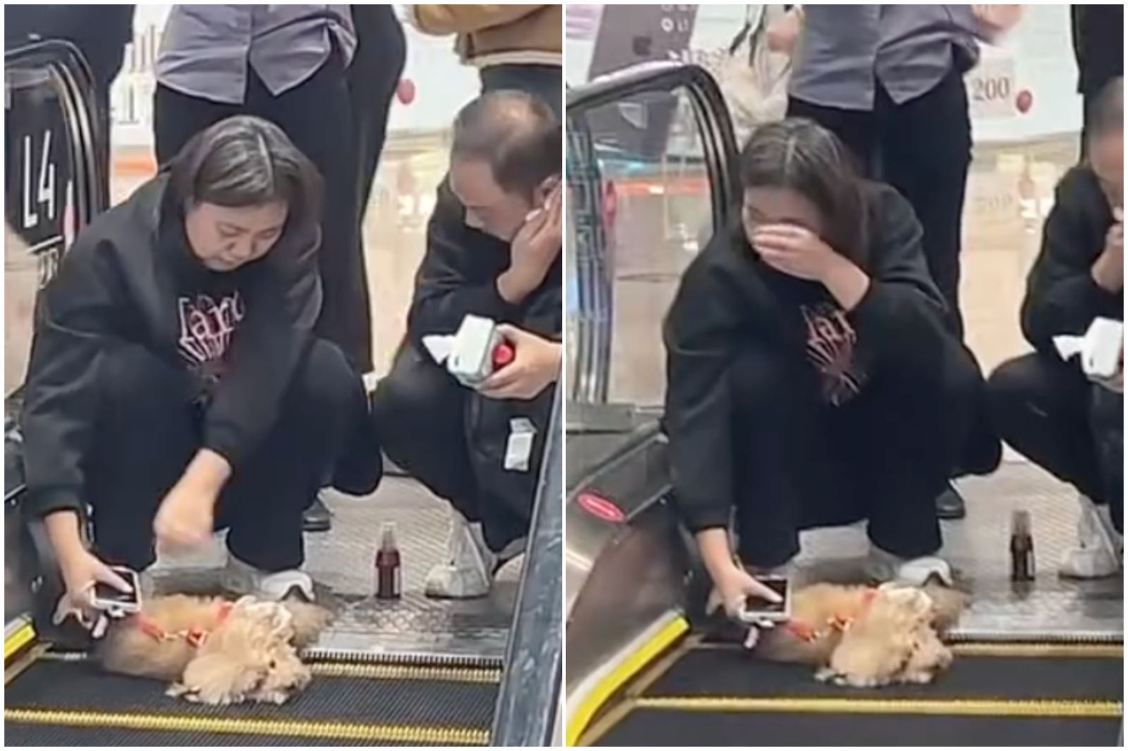 狗狗被電扶梯夾死！飼主蹲地痛哭頻頻擦淚　一票網看完怒了：垃圾主人