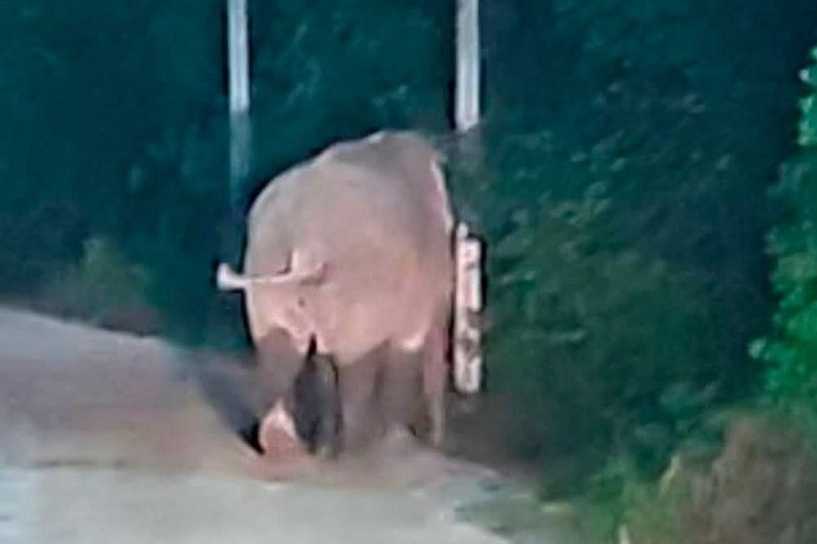 大象到菜園偷香蕉！阿公巡視抓包牠　慘被活活踩死遺體變形