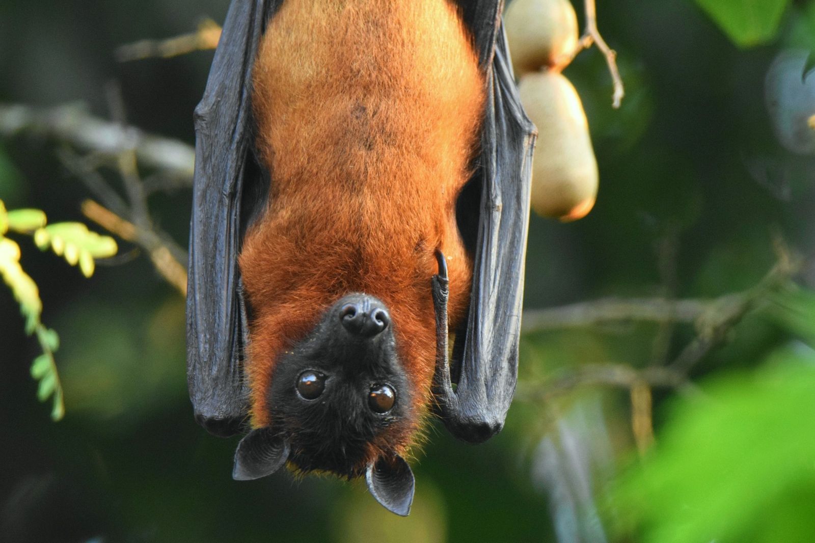 會人傳人、致死率最高75%！立百病毒將列為台灣法定傳染病