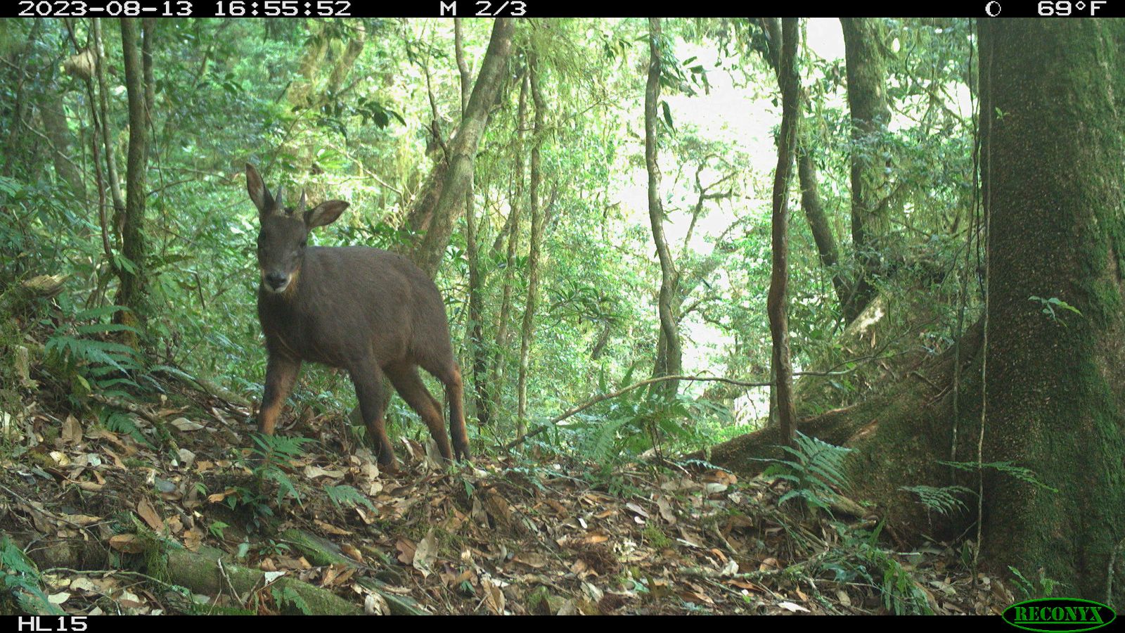 森崴能源旗下元杉森林與台大實驗林攜手打造生物信用額度示範區　首登聯合國氣候變遷大會COP30周邊會議
