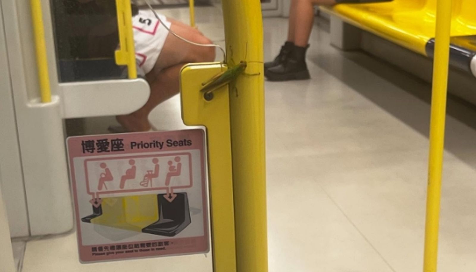 新北驚見蝗蟲潮！公車、捷運都現蹤「一整串掛植物上」網嚇翻…農業局回應了