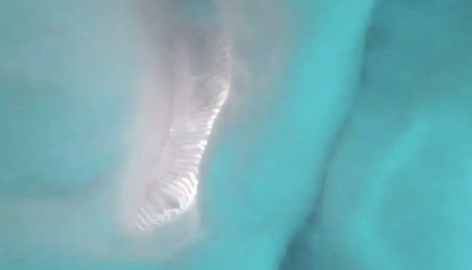 相機被大白鯊「一口吞下」 驚悚畫面曝光。圖/翻攝自微博