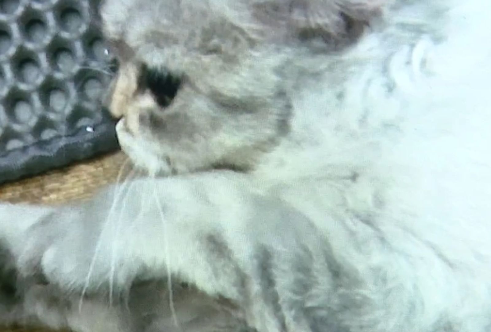 寵物店買短腿貓2個月後竟變「大長腿」　店家：你怎麼養長了？