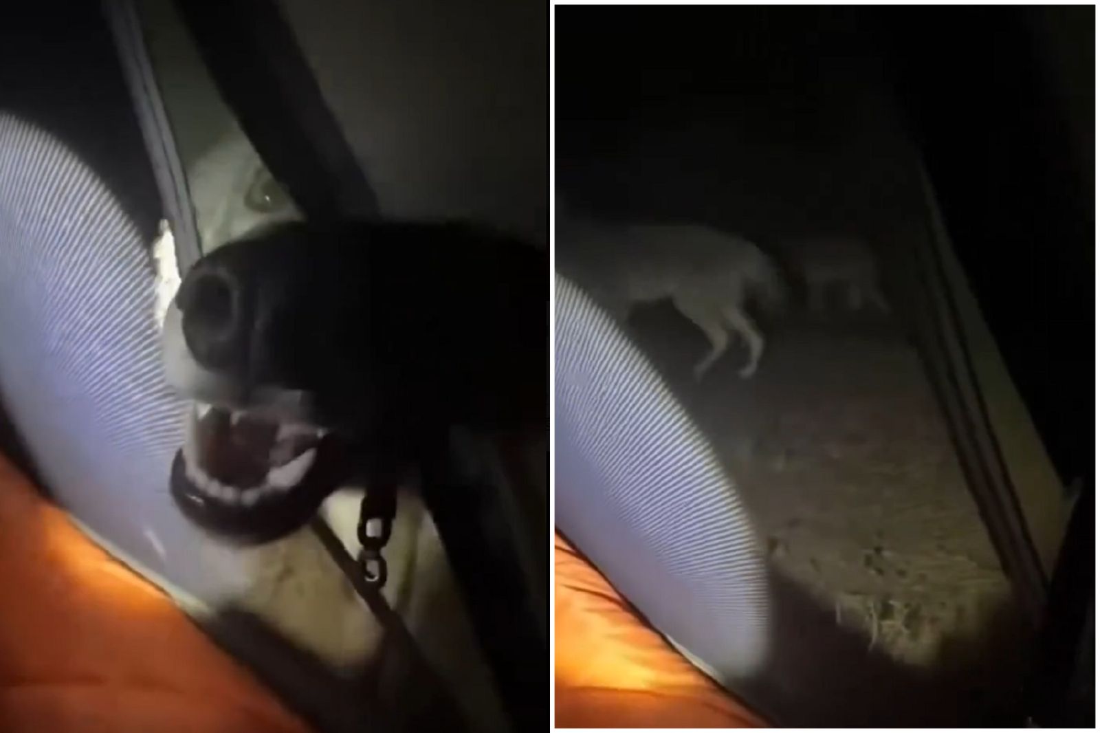 戰狼遇上真戰狼！中國男露營慘被狼群包圍　驚悚畫面引討論