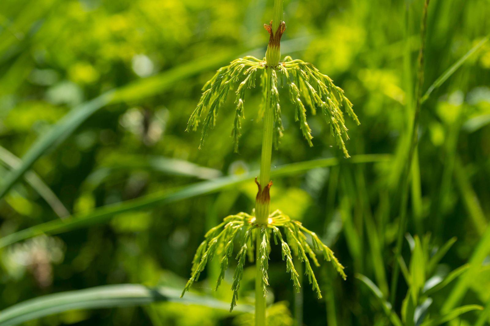 8歲童爬山見「1植物」突喊：山下有黃金！爸以為亂講...手機AI一查驚呆了