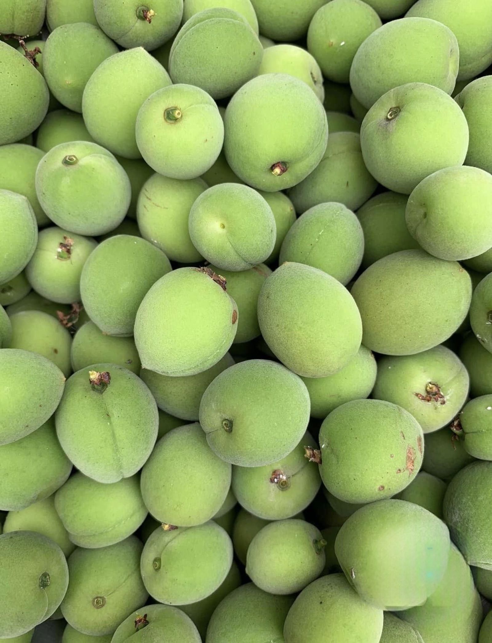 青梅大豐收。圖／鏡週刊提供