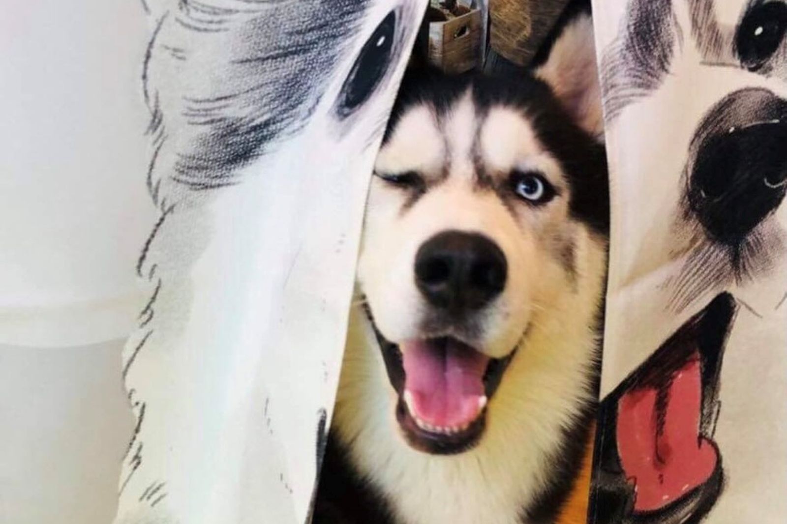 公司徵「主管助理」哈士奇為主、行政作業為輔!網驚:我的老闆是狗