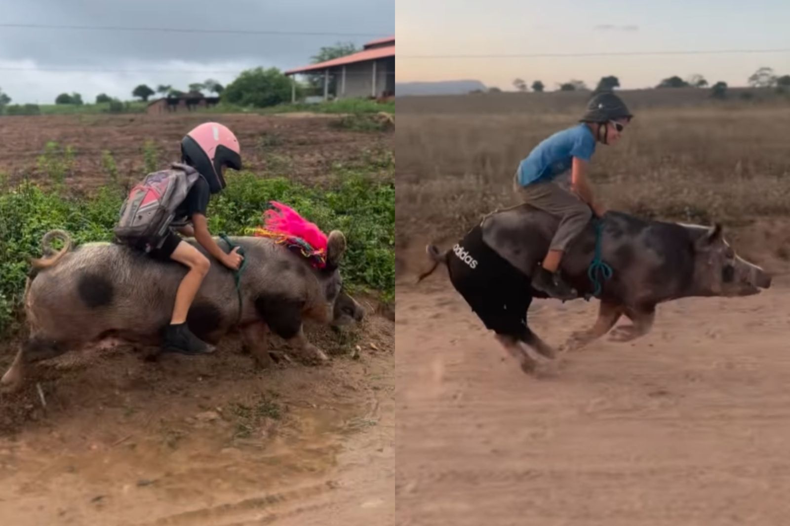 真人版野豬騎士來了！9歲童「騎豬上學」只花60秒　狂吸百萬粉絲