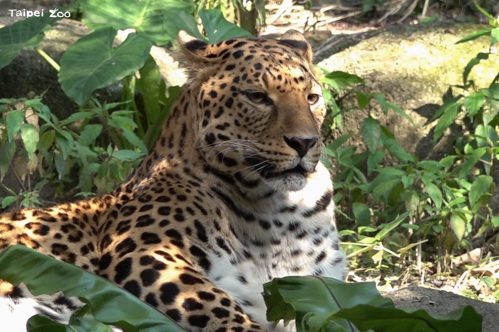 高齡18歲花豹今過世　動物園證實：多重病痛折磨許久