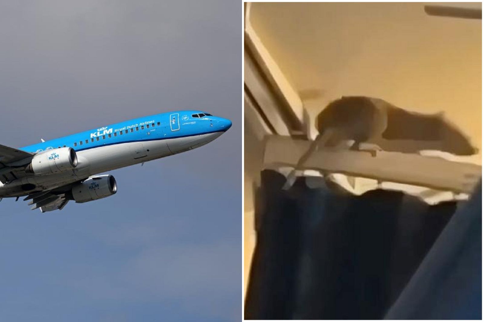 飛機上有大老鼠！10小時全程奔跑伴飛　乘客崩潰