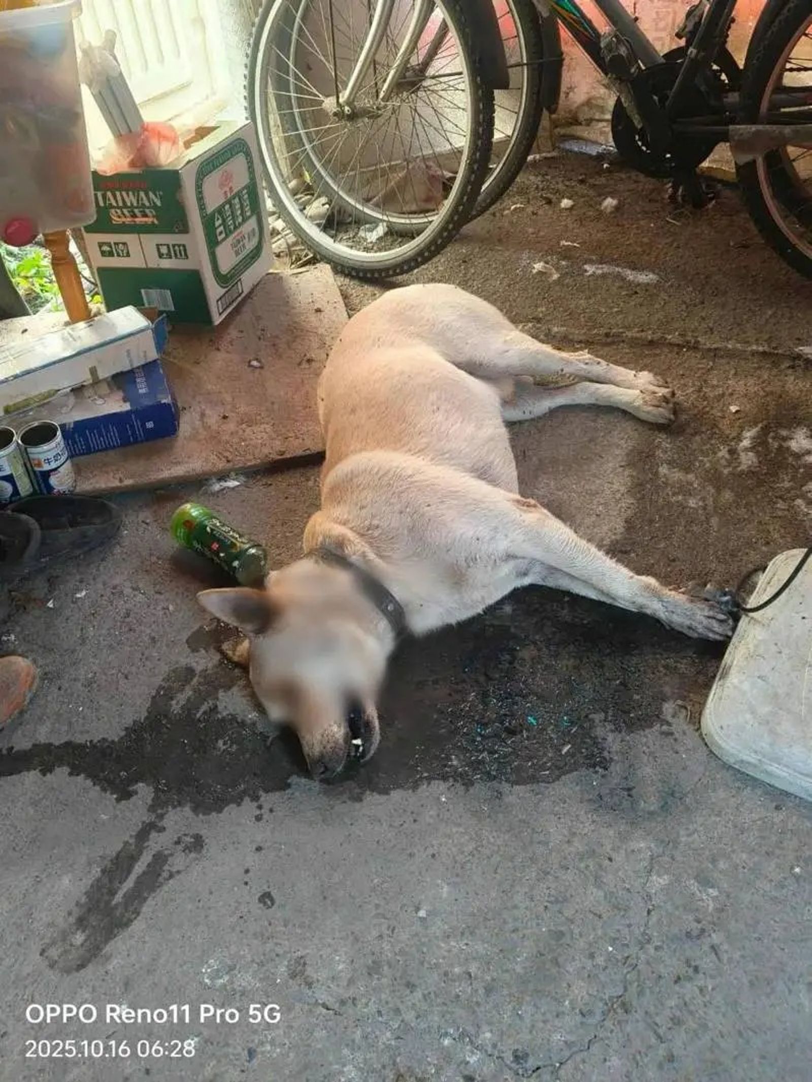 台中石岡驚傳毒狗惡行！黃狗拖命返家斷氣　居民怒吼：「會有報應」