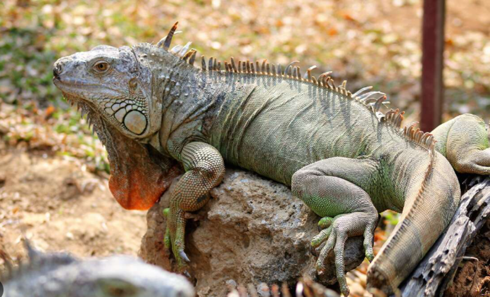 獵龍代價驚人！高雄男揮桿觸電變火球　害四大化纖廠停電5小時恐遭求償