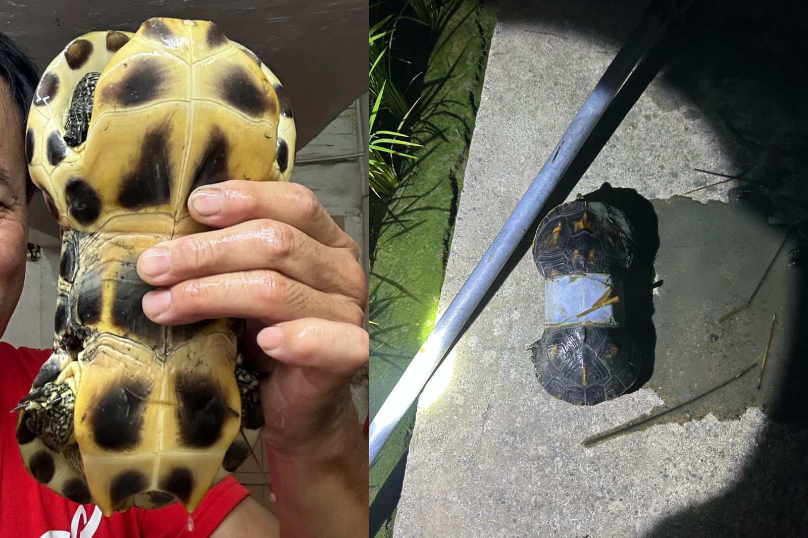 好殘忍！台灣原生種斑龜遭塞寶特瓶「龜殼變形成啞鈴」　海委會：牠會感到疼痛
